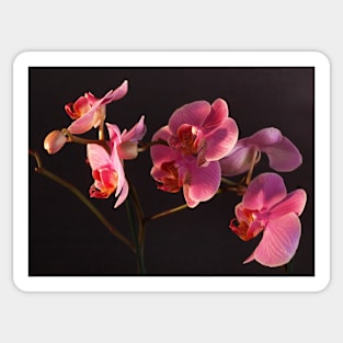 Orchid Sticker